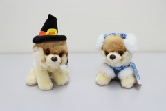 ポメラニアン Boo （ガンド）